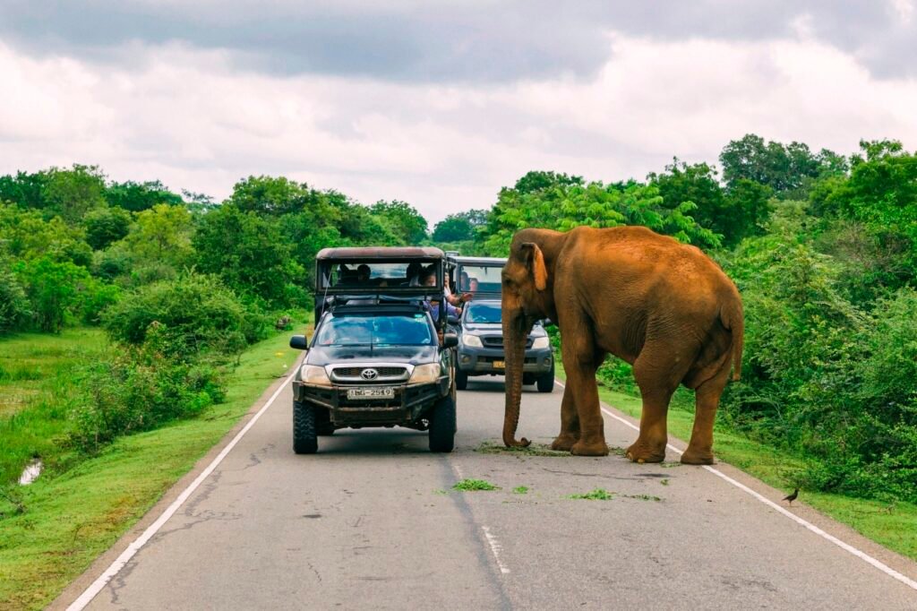 Nature Reserve｜Yala National Park